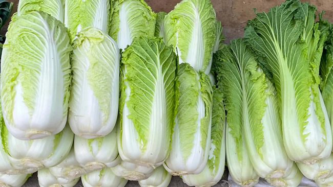 白菜冷庫能儲存多久？白菜冷庫保鮮1-4個月技術
